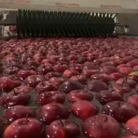 Fresh Apples