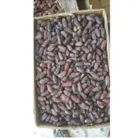 Mabroom AA Dates