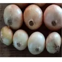 Fresh Golden Onions