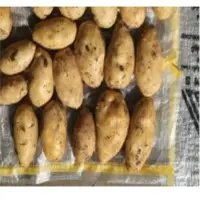 Fresh Potatoes