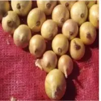 Golden Onions