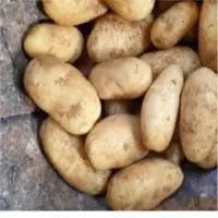 Fresh Potatoes