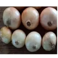 Golden Onions