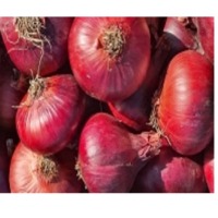 Fresh Onions With High Quality
