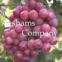 Fresh Grapes With High Quality