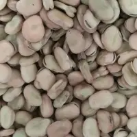 Dried Broad Beans With High Quality