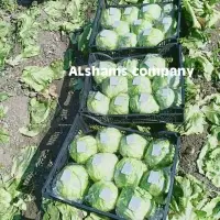Fresh Iceberg Lettuce With High Quality