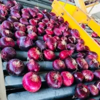 Fresh Red Onions With High Quality