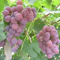 Egyptian Fresh Grapes With High Quality
