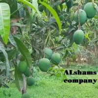 Fresh Mango With High Quality