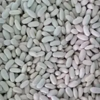 Egyptian White Beans With High Quality