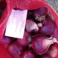 Egyptian Fresh Onions With High Quality