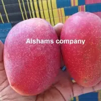 Egyptian Fresh Mango With High Quality