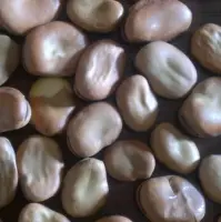 Dried Broad Beans With High Quality