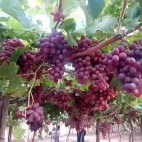 Fresh Grapes With High Quality