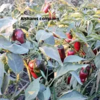 Fresh Pepper With High Quality
