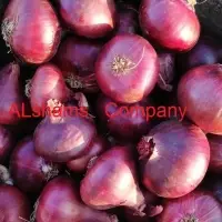 Egyptian Fresh Onions