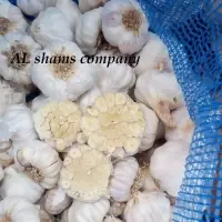 Egyptian Fresh Garlic