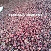 Egyption Onions