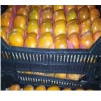 Fresh Persimmon