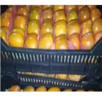 Fresh Persimmon