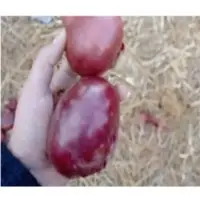 Red Onion