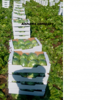 Iceberg Lettuce