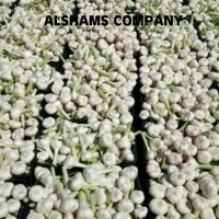 Fresh Garlic With High Quality