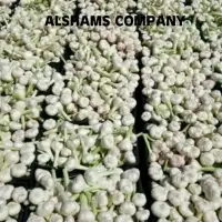 Fresh Garlic With High Quality