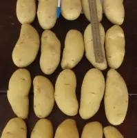 Potatoes