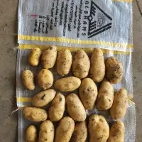 Mud Potatoes