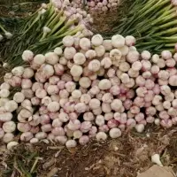 Green Garlic
