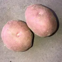 Potatoes With The Best Quality