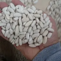 White Beans