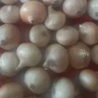 Fresh Onions