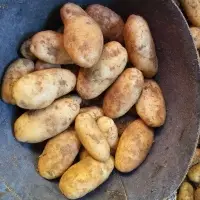 Fresh Potatoes