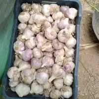 Fresh Garlic