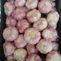 Fresh Green Garlic