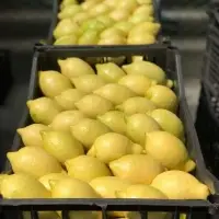 Fresh Lemon With Best Price