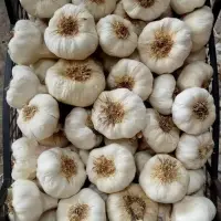 Fresh Garlic