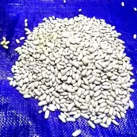 White Beans With High Quality