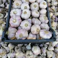 Fresh Green Garlic