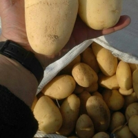 Fresh Potatoes