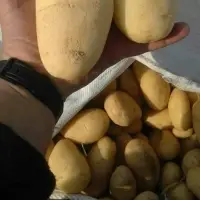 Fresh Potatoes