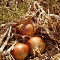 Fresh Onions