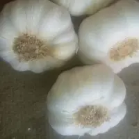 Garlic