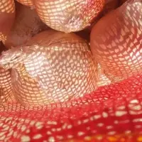 Onions