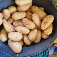 Potatoes