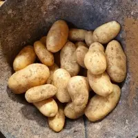 Fresh potato