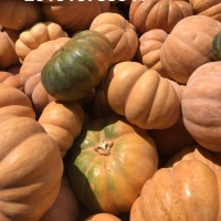 Fresh Pumpkin